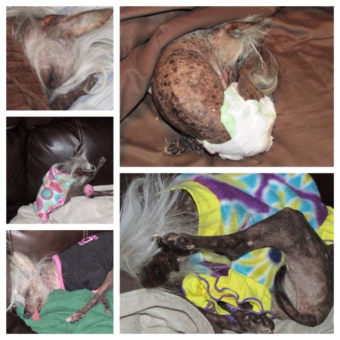 231 Animals That Sleep Wherever They Please 231 Animals That Sleep Wherever They Please