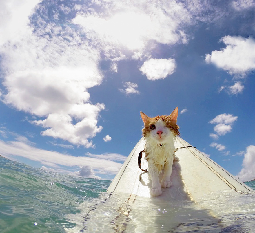 Stunning One-Eyed Cat Who Loves Swimming And Surfing In Hawaii Stunning One-Eyed Cat Who Loves Swimming And Surfing In Hawaii
