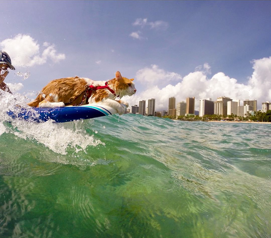 Stunning One-Eyed Cat Who Loves Swimming And Surfing In Hawaii Stunning One-Eyed Cat Who Loves Swimming And Surfing In Hawaii