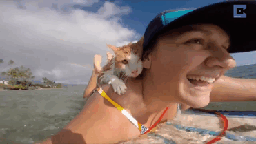 Stunning One-Eyed Cat Who Loves Swimming And Surfing In Hawaii Stunning One-Eyed Cat Who Loves Swimming And Surfing In Hawaii