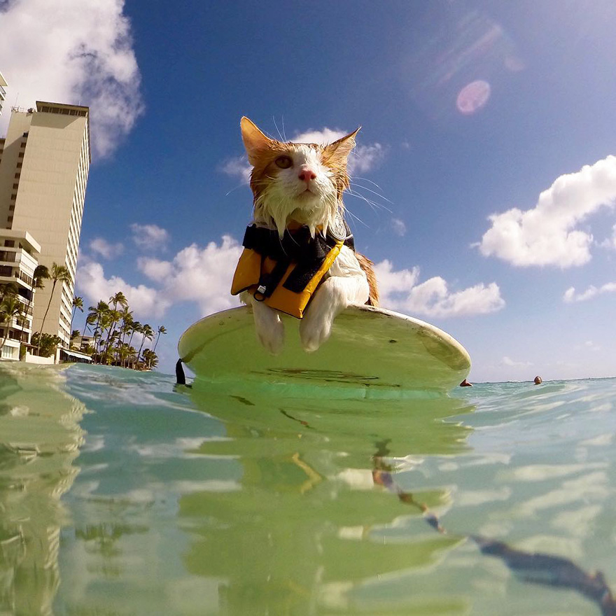Stunning One-Eyed Cat Who Loves Swimming And Surfing In Hawaii Stunning One-Eyed Cat Who Loves Swimming And Surfing In Hawaii
