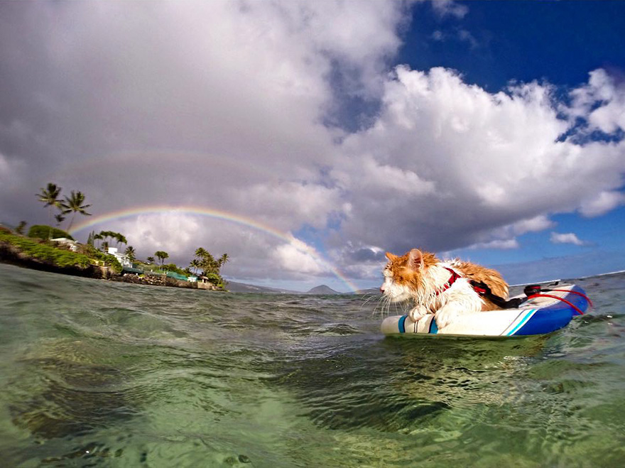 Stunning One-Eyed Cat Who Loves Swimming And Surfing In Hawaii Stunning One-Eyed Cat Who Loves Swimming And Surfing In Hawaii
