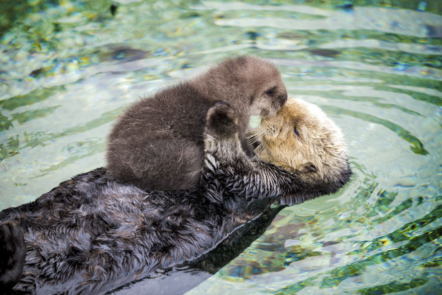 Day Old Otter Pup Falls Asleep On Its Floating Mother’s Belly Day Old Otter Pup Falls Asleep On Its Floating Mother’s Belly