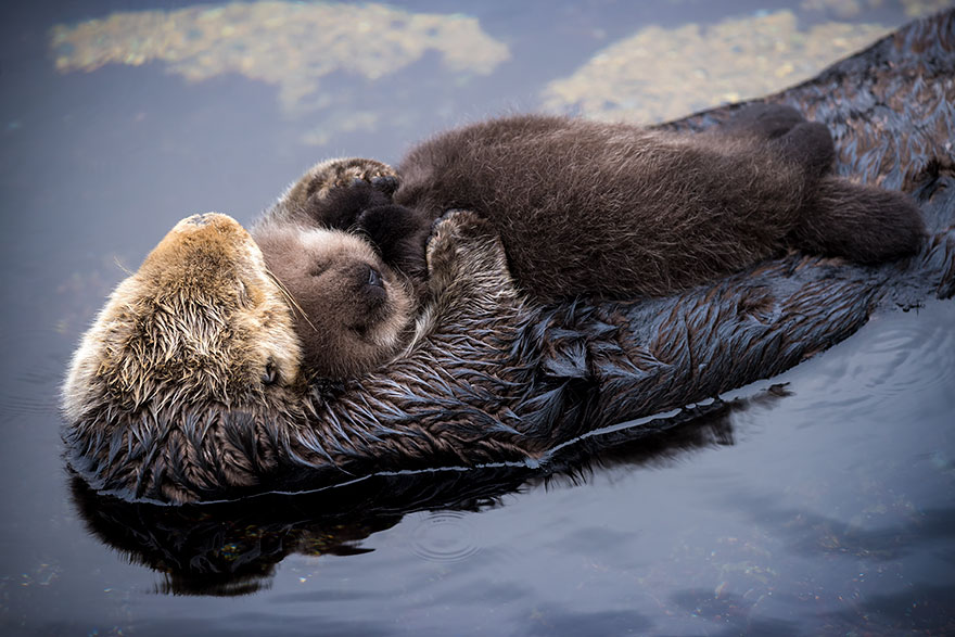 Day Old Otter Pup Falls Asleep On Its Floating Mother’s Belly Day Old Otter Pup Falls Asleep On Its Floating Mother’s Belly