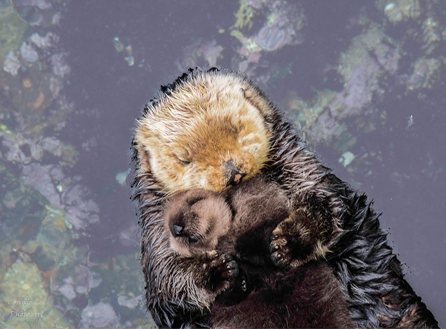 Day Old Otter Pup Falls Asleep On Its Floating Mother’s Belly Day Old Otter Pup Falls Asleep On Its Floating Mother’s Belly