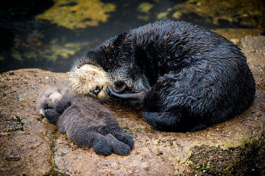 Day Old Otter Pup Falls Asleep On Its Floating Mother’s Belly Day Old Otter Pup Falls Asleep On Its Floating Mother’s Belly