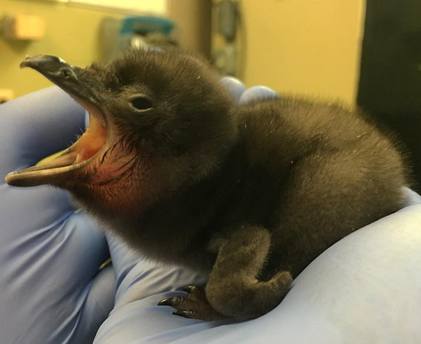 Cincinnati Zoo Names Its Newest Baby Penguin &#8220;Bowie&#8221;