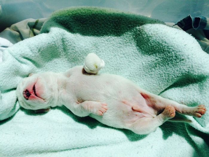 My Cats Adopted A 3-Legged Puppy Whose Mom Tried To Eat Him My Cats Adopted A 3-Legged Puppy Whose Mom Tried To Eat Him