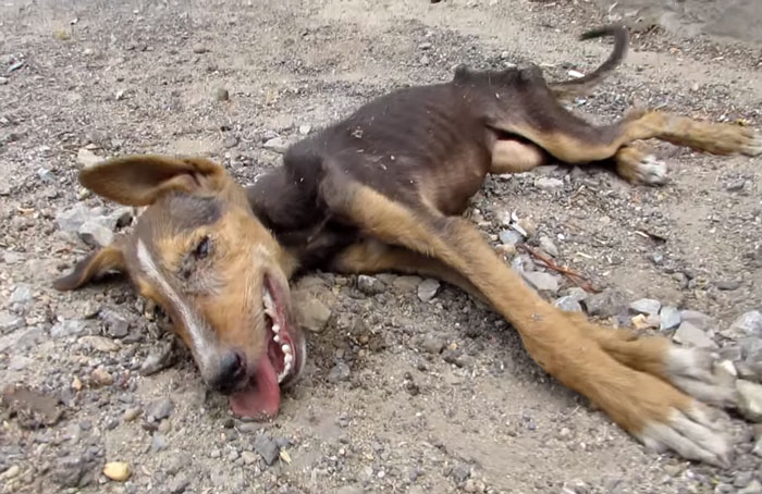 Dying Puppy Wags Her Tail As Rescuers Approach Dying Puppy Wags Her Tail As Rescuers Approach