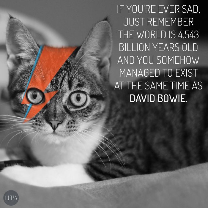 Artists Pay Tribute To Late David Bowie (289 Pics)
