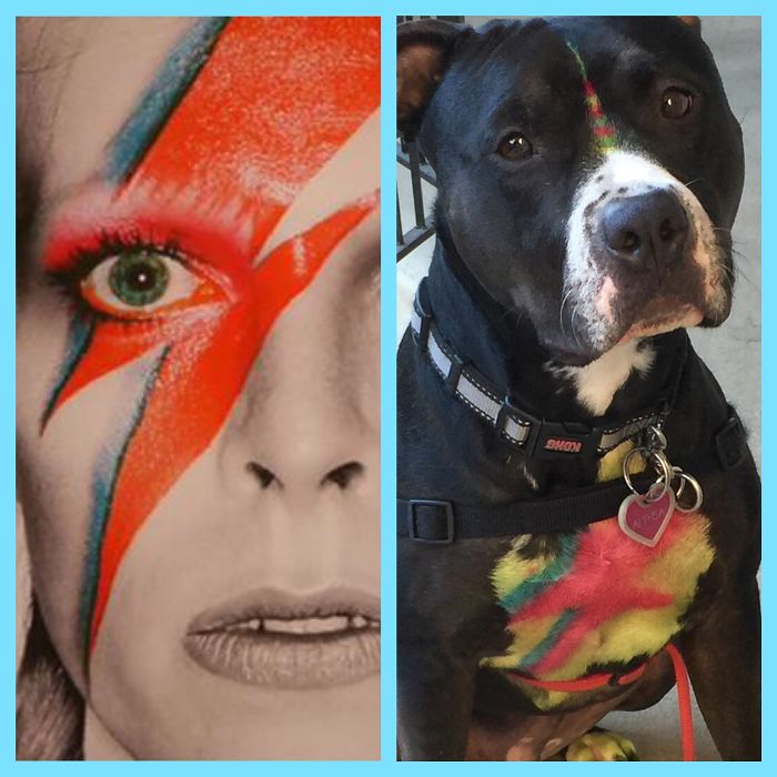 Artists Pay Tribute To Late David Bowie (289 Pics)