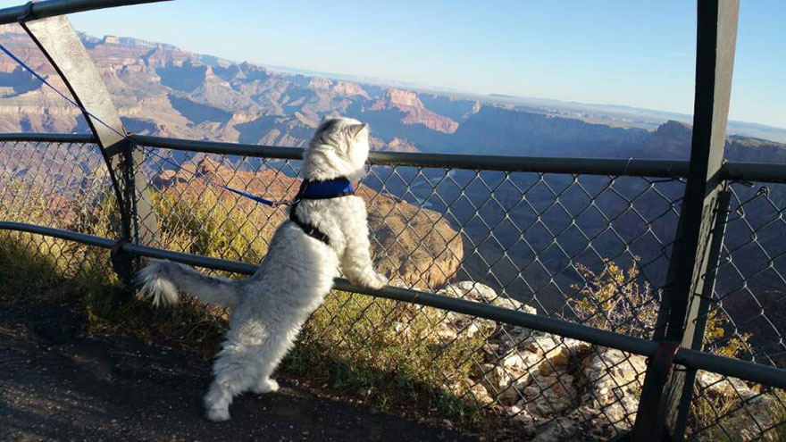Meet Gandalf The Traveling Cat Who Has Better Vacations Than You