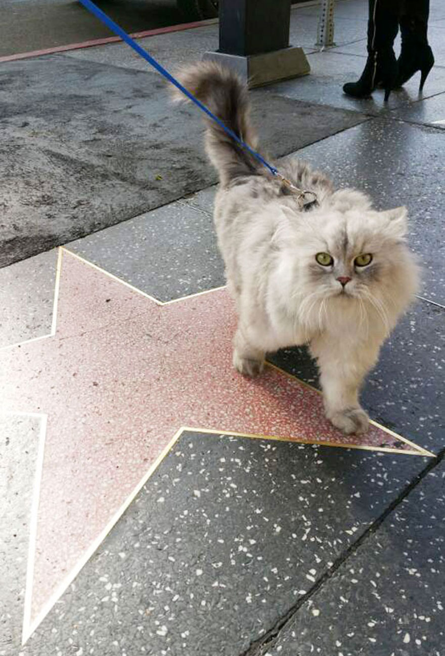 Meet Gandalf The Traveling Cat Who Has Better Vacations Than You