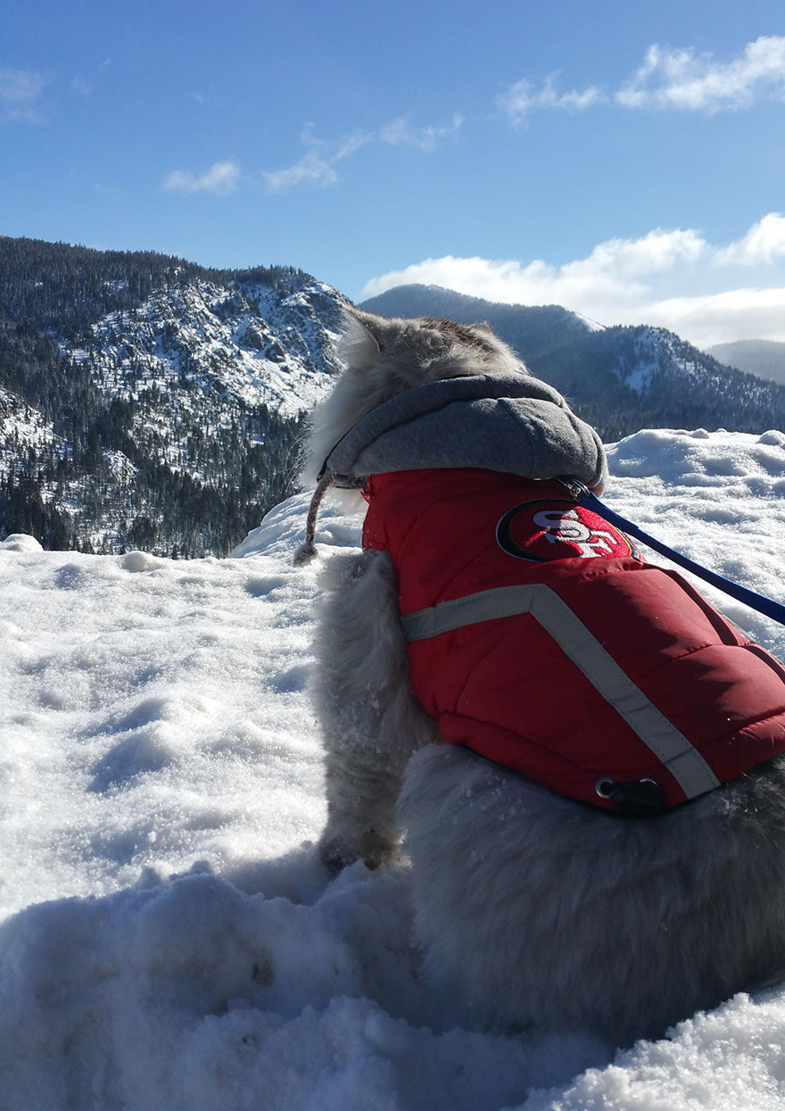 Meet Gandalf The Traveling Cat Who Has Better Vacations Than You