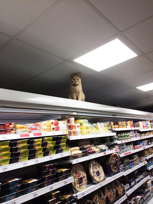 Badass Cat Proves He’s The True Owner Of This Supermarket In London Badass Cat Proves He’s The True Owner Of This Supermarket In London