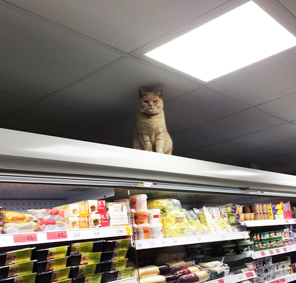 Badass Cat Proves He’s The True Owner Of This Supermarket In London Badass Cat Proves He’s The True Owner Of This Supermarket In London