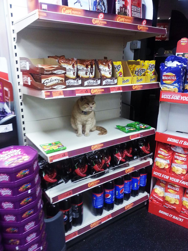 Badass Cat Proves He’s The True Owner Of This Supermarket In London Badass Cat Proves He’s The True Owner Of This Supermarket In London