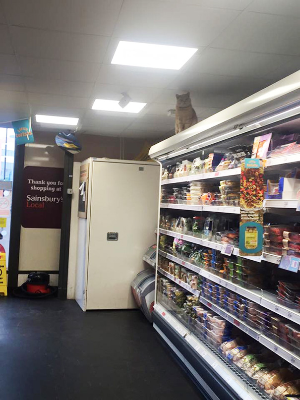 Badass Cat Proves He’s The True Owner Of This Supermarket In London Badass Cat Proves He’s The True Owner Of This Supermarket In London