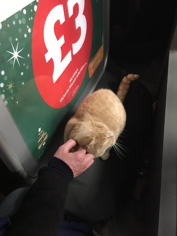 Badass Cat Proves He’s The True Owner Of This Supermarket In London Badass Cat Proves He’s The True Owner Of This Supermarket In London