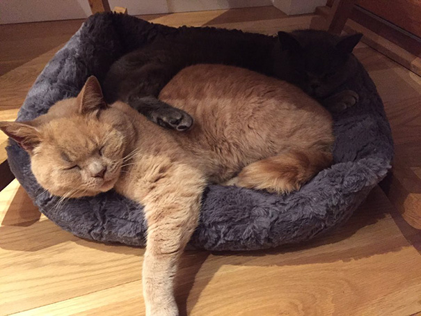 Badass Cat Proves He’s The True Owner Of This Supermarket In London Badass Cat Proves He’s The True Owner Of This Supermarket In London