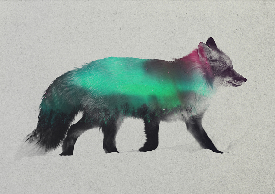 Double Exposure Portraits Of Animals In The Aurora Borealis Double Exposure Portraits Of Animals In The Aurora Borealis