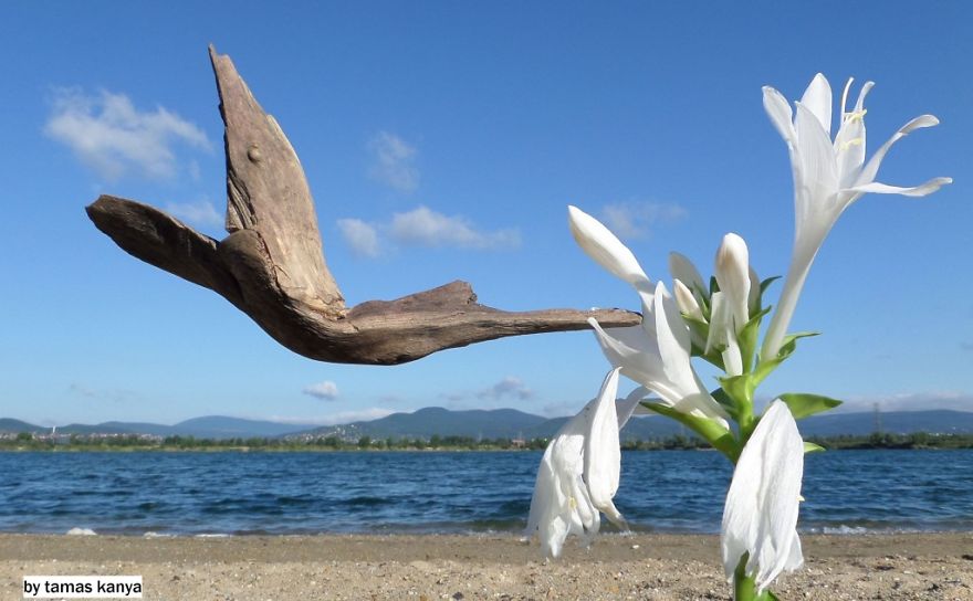 We Make Sculptures From The Wood That Has Been Washed By The Water We Make Sculptures From The Wood That Has Been Washed By The Water