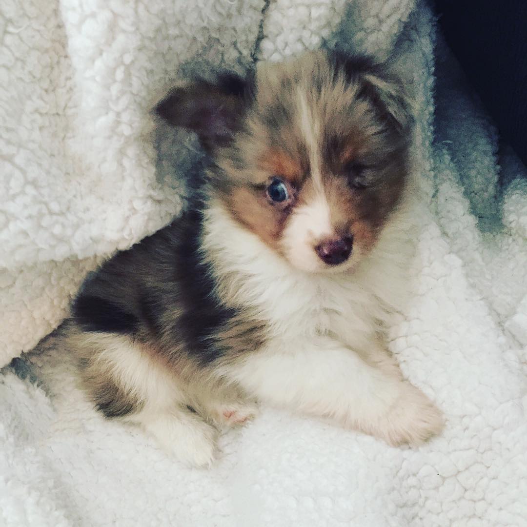 This Guy Only Has Vision In One Eye, So He Bought A One-Eyed-Dog That No One Else Wanted This Guy Only Has Vision In One Eye, So He Bought A One-Eyed-Dog That No One Else Wanted