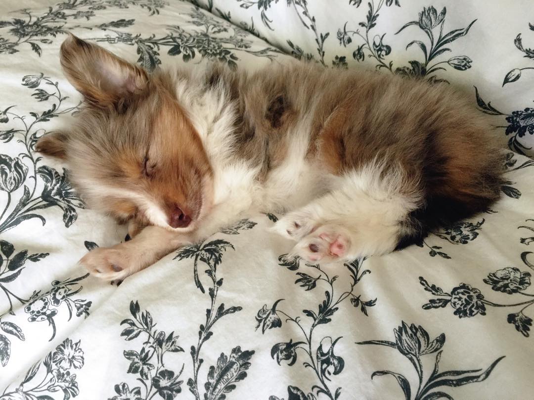 This Guy Only Has Vision In One Eye, So He Bought A One-Eyed-Dog That No One Else Wanted This Guy Only Has Vision In One Eye, So He Bought A One-Eyed-Dog That No One Else Wanted