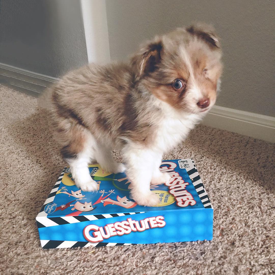 This Guy Only Has Vision In One Eye, So He Bought A One-Eyed-Dog That No One Else Wanted This Guy Only Has Vision In One Eye, So He Bought A One-Eyed-Dog That No One Else Wanted