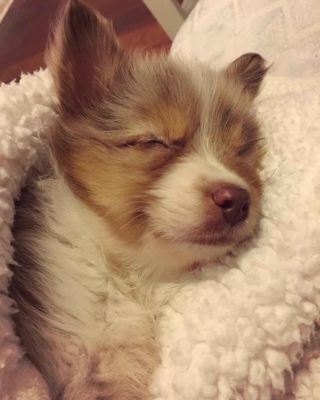 This Guy Only Has Vision In One Eye, So He Bought A One-Eyed-Dog That No One Else Wanted This Guy Only Has Vision In One Eye, So He Bought A One-Eyed-Dog That No One Else Wanted