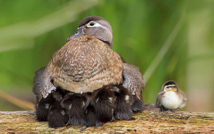 52 Birds Taking Care Of Their Babies