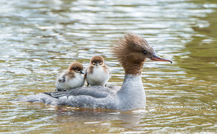 52 Birds Taking Care Of Their Babies