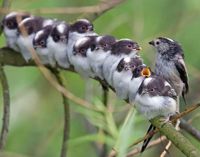 52 Birds Taking Care Of Their Babies