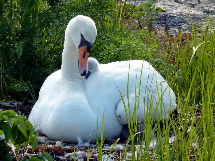 52 Birds Taking Care Of Their Babies