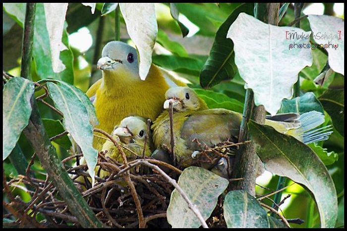 52 Birds Taking Care Of Their Babies