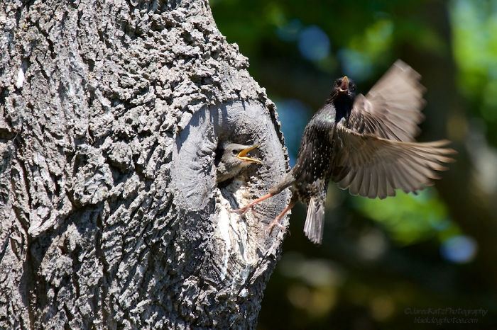 52 Birds Taking Care Of Their Babies