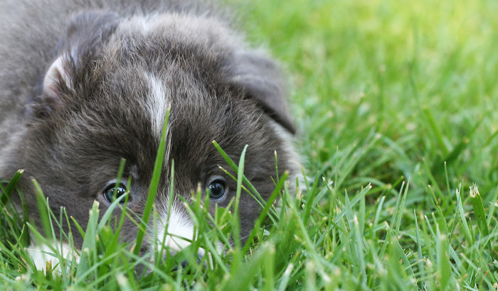 85 Dogs That Look Like Teddy Bears 85 Dogs That Look Like Teddy Bears