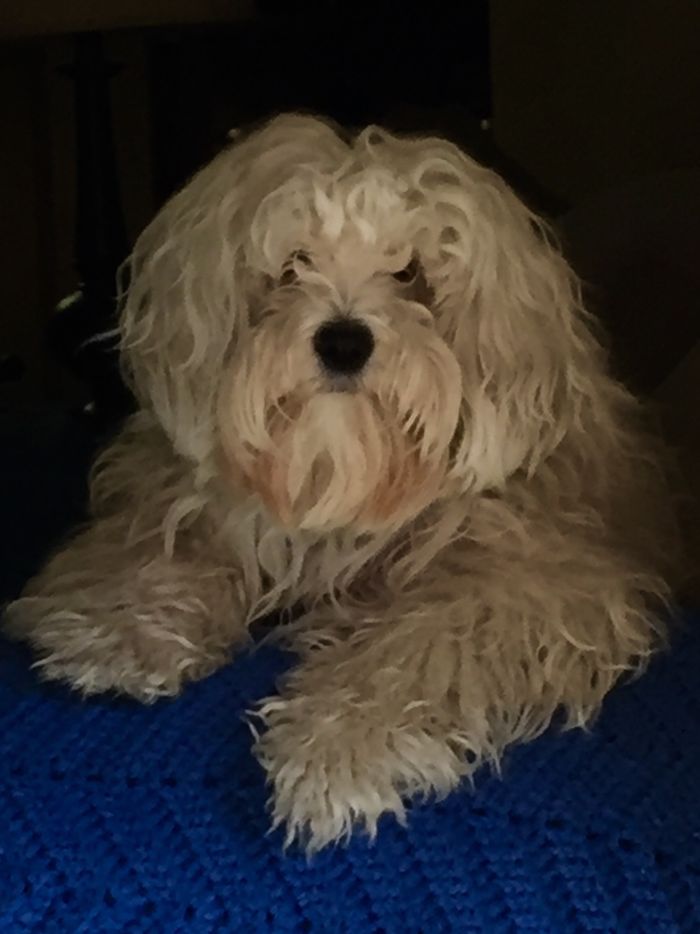 85 Dogs That Look Like Teddy Bears 85 Dogs That Look Like Teddy Bears