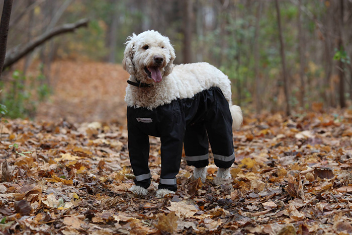Riddle Finally Solved: Dogs Should Wear Pants Like This!