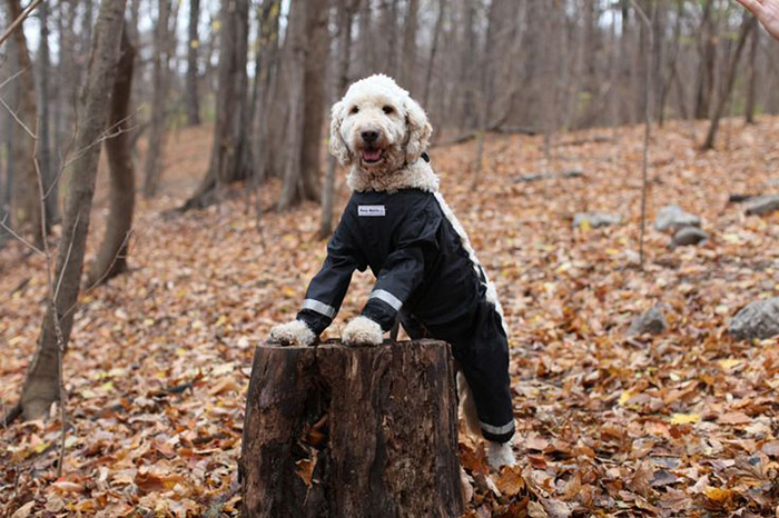 Riddle Finally Solved: Dogs Should Wear Pants Like This!
