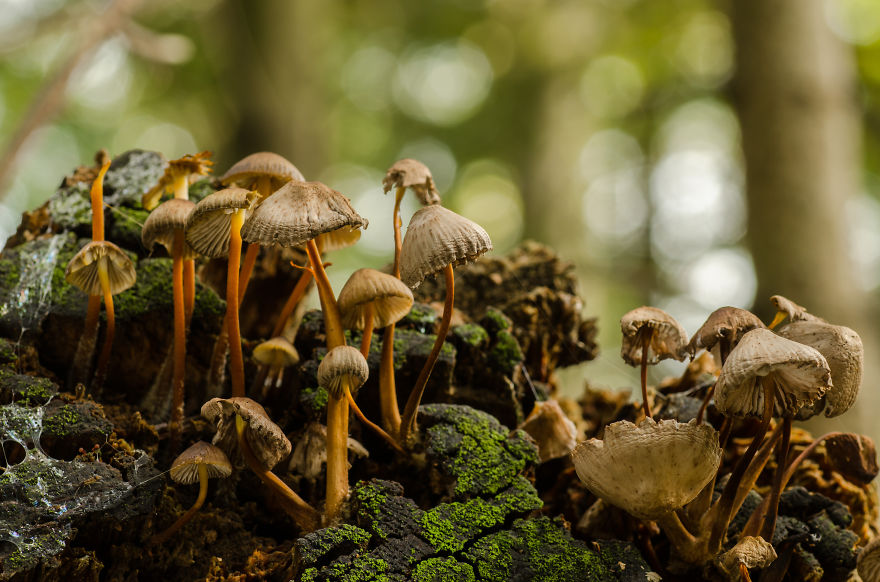 I’ve Been Picking Mushrooms For My Whole Life But Only Now Started To Photograph Them I’ve Been Picking Mushrooms For My Whole Life But Only Now Started To Photograph Them