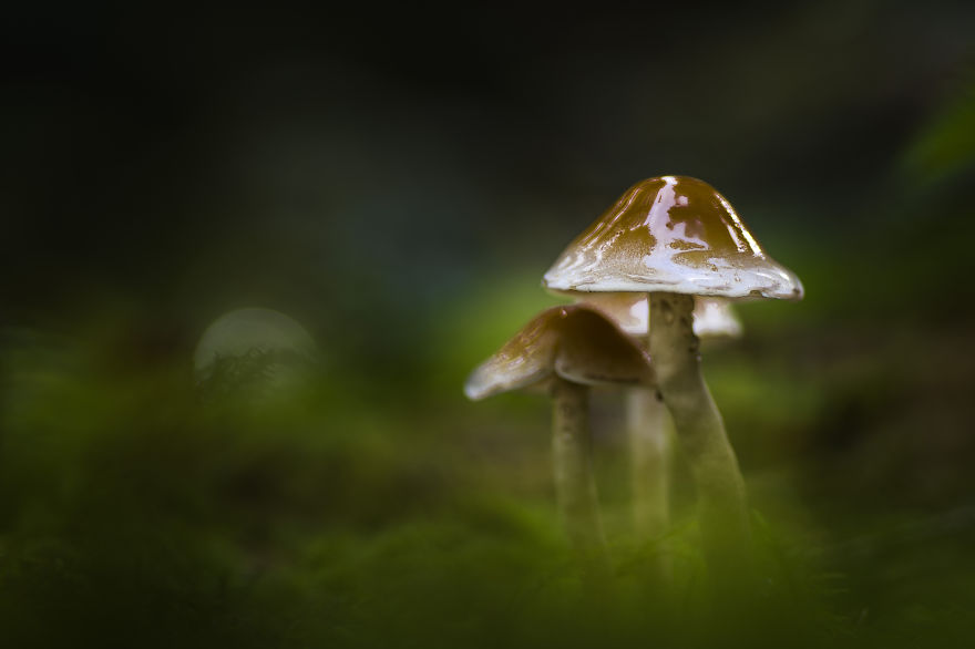 I’ve Been Picking Mushrooms For My Whole Life But Only Now Started To Photograph Them I’ve Been Picking Mushrooms For My Whole Life But Only Now Started To Photograph Them