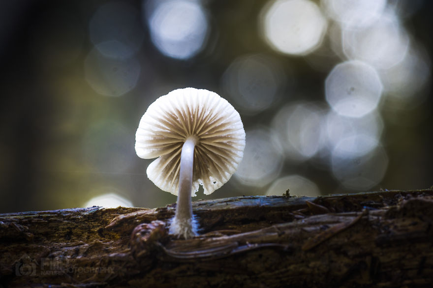 I’ve Been Picking Mushrooms For My Whole Life But Only Now Started To Photograph Them I’ve Been Picking Mushrooms For My Whole Life But Only Now Started To Photograph Them