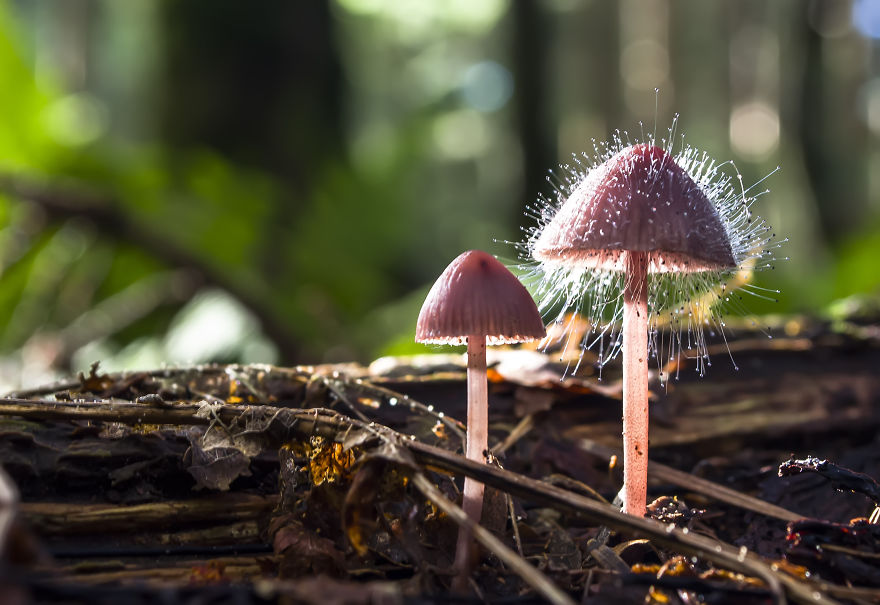 I’ve Been Picking Mushrooms For My Whole Life But Only Now Started To Photograph Them I’ve Been Picking Mushrooms For My Whole Life But Only Now Started To Photograph Them