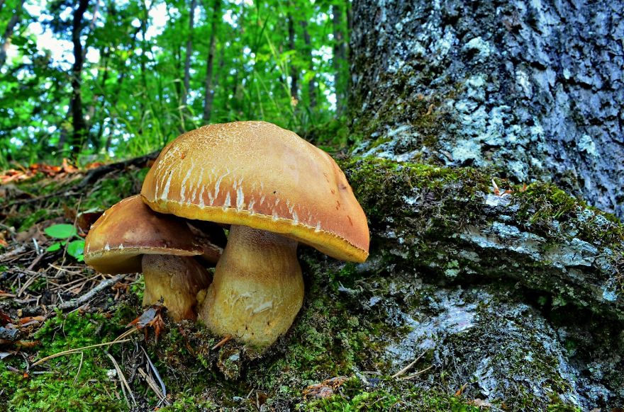 I’ve Been Picking Mushrooms For My Whole Life But Only Now Started To Photograph Them I’ve Been Picking Mushrooms For My Whole Life But Only Now Started To Photograph Them