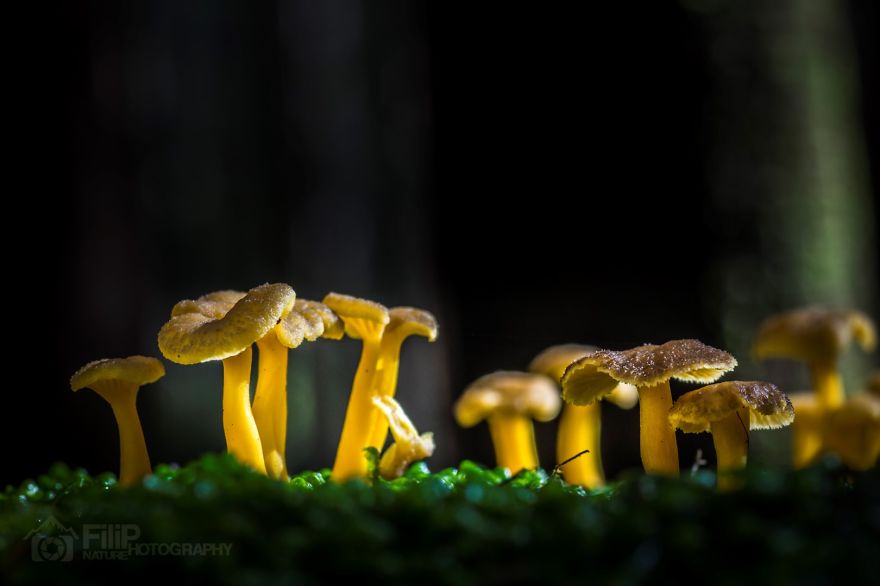 I’ve Been Picking Mushrooms For My Whole Life But Only Now Started To Photograph Them I’ve Been Picking Mushrooms For My Whole Life But Only Now Started To Photograph Them
