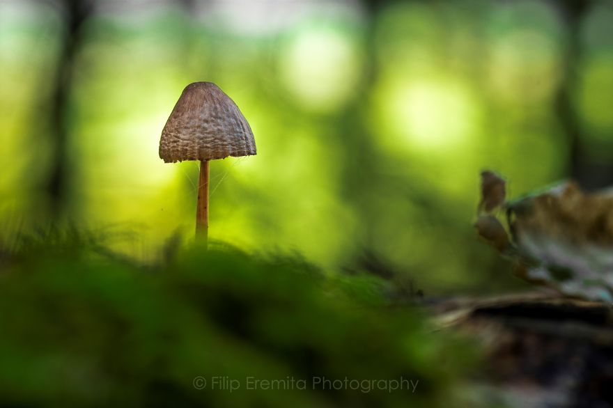 I’ve Been Picking Mushrooms For My Whole Life But Only Now Started To Photograph Them I’ve Been Picking Mushrooms For My Whole Life But Only Now Started To Photograph Them