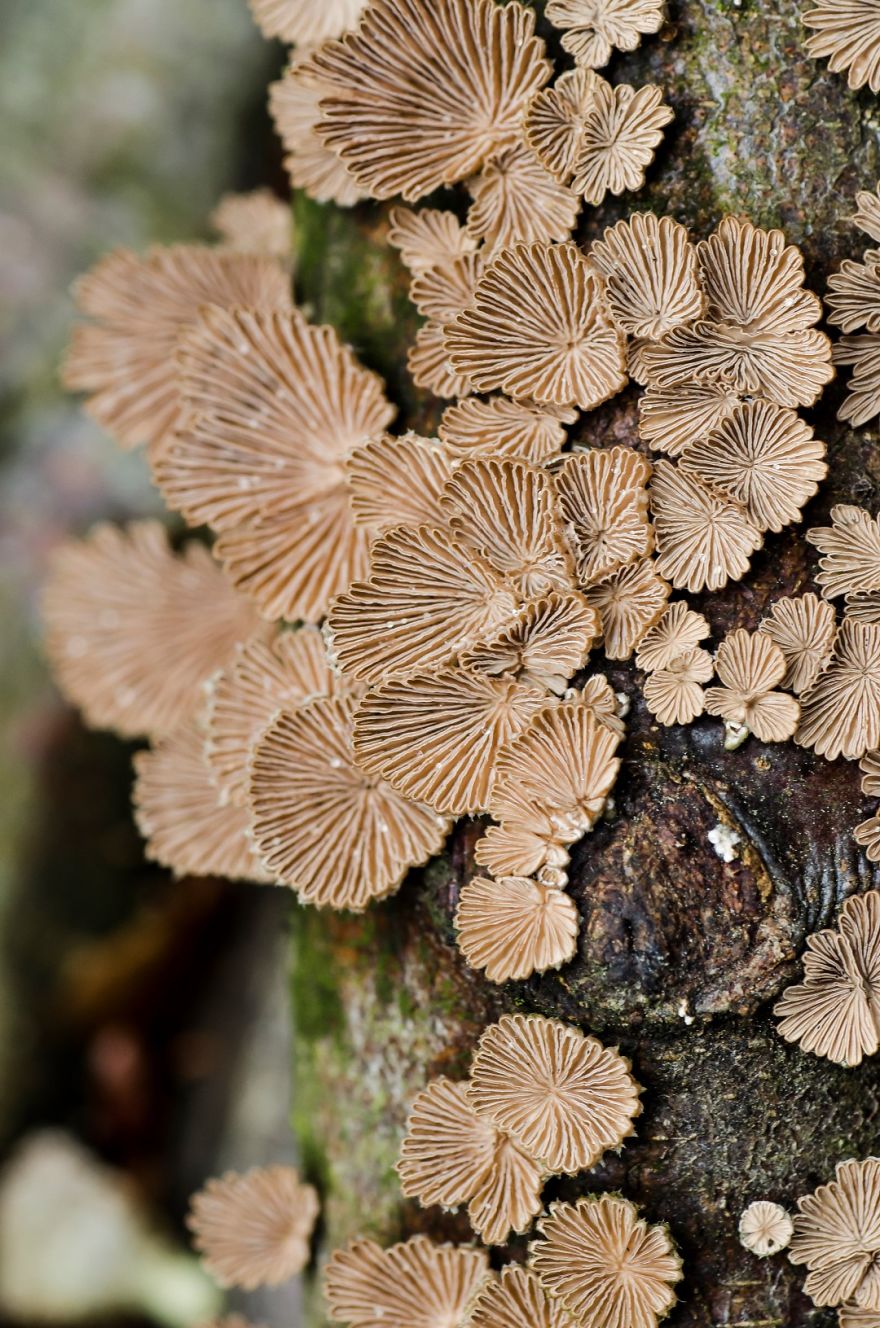 I’ve Been Picking Mushrooms For My Whole Life But Only Now Started To Photograph Them I’ve Been Picking Mushrooms For My Whole Life But Only Now Started To Photograph Them