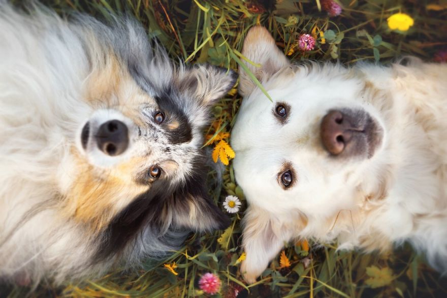 Yes, Dogs Also Have Best Friends! I Want To Show You My Golden Retriever Mali’s Friends Yes, Dogs Also Have Best Friends! I Want To Show You My Golden Retriever Mali’s Friends