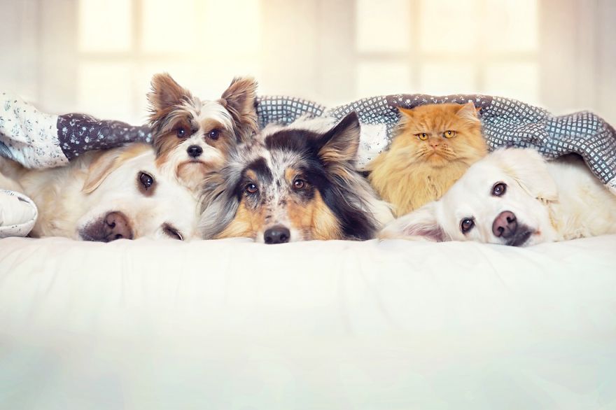 Yes, Dogs Also Have Best Friends! I Want To Show You My Golden Retriever Mali’s Friends Yes, Dogs Also Have Best Friends! I Want To Show You My Golden Retriever Mali’s Friends